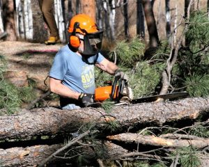 A sawyer wearing personal protective equipment saws a tree