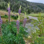 image of flowers along the Blue river