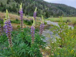 image of flowers along the Blue river