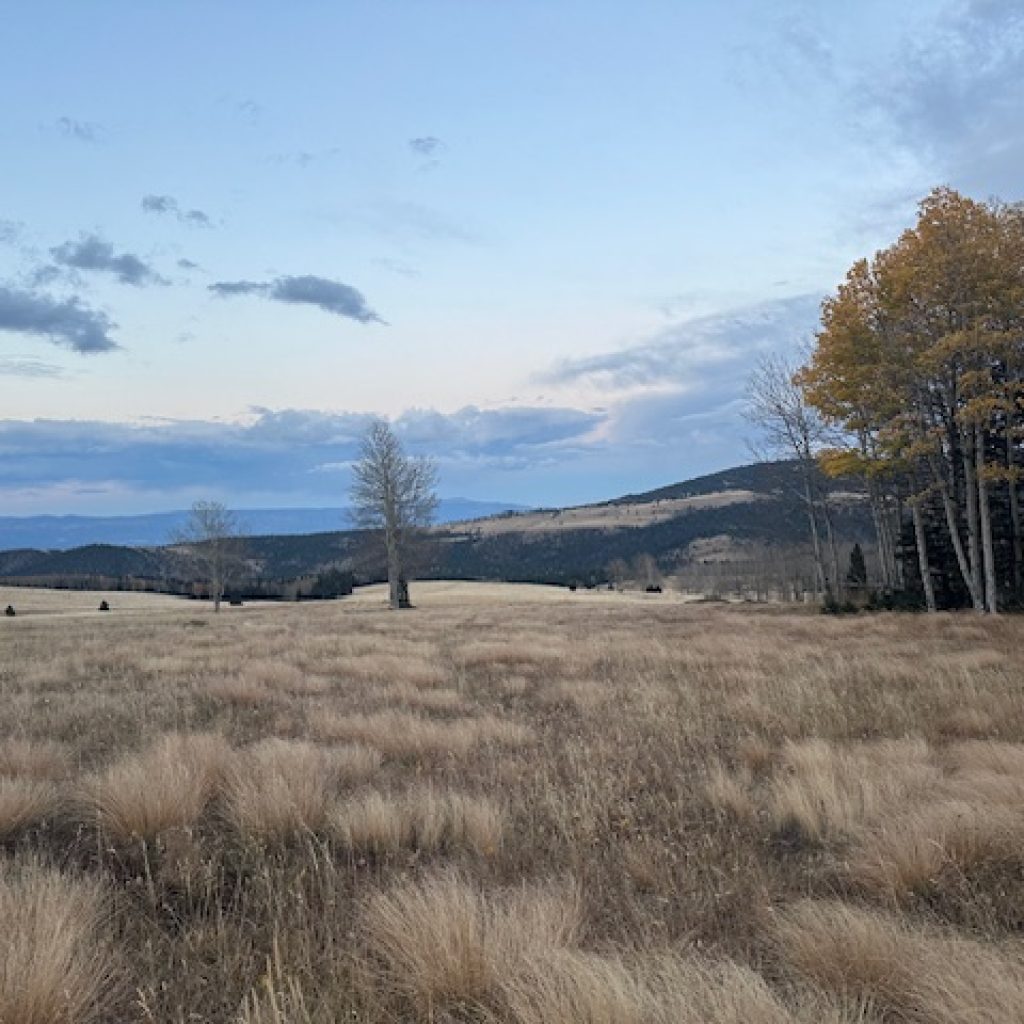 Image of a fall landscape, dry grass and aspen trees with yellow leaves